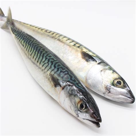 bdo mackerel|where to buy fresh mackerel.